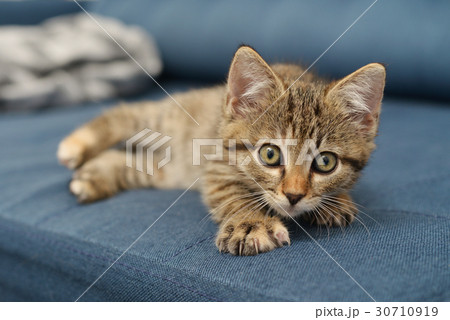 Cute little kitten Cute little kitten 30710919