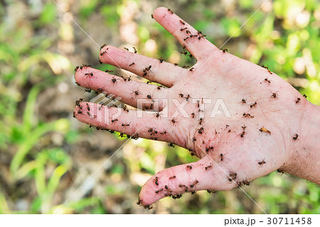 Hand is covered with ants Hand is covered with ants 30711458