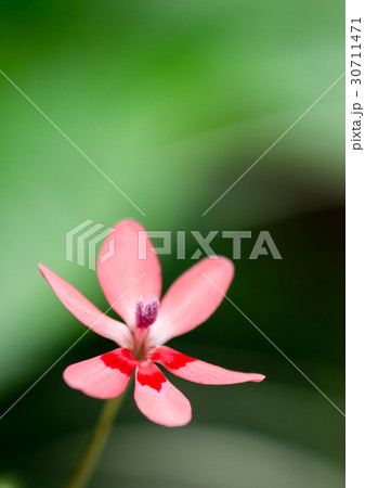 赤いヒメヒオウギ 30711471