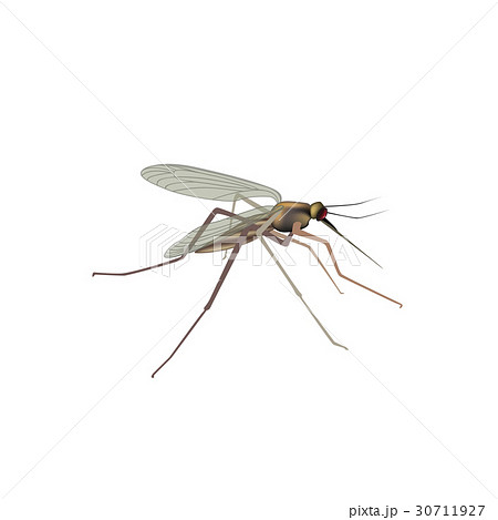 Mosquito isolated. Insect. Gnat macro view 30711927