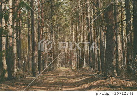 North scandinavian forest 30712841