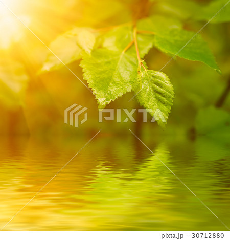 Sunny green leaves Sunny green leaves 30712880