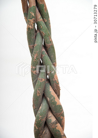 just pachira 30713279