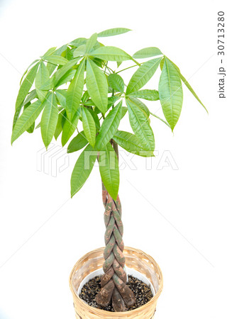 just pachira 30713280