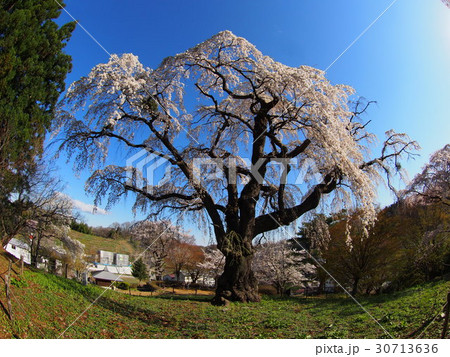 八十内かもん桜 30713636