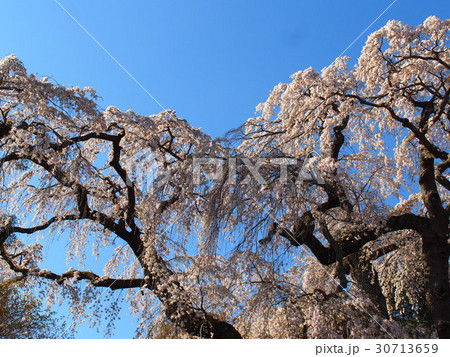 八十内かもん桜 八十内かもん桜 30713659