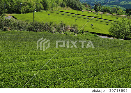 茶畑 新茶 初夏イメージ 茶畑 新茶 初夏イメージ 30713695