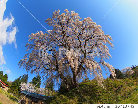 芹ヶ沢桜 芹ヶ沢桜 30713745