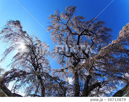 戸ノ内桜 30713879