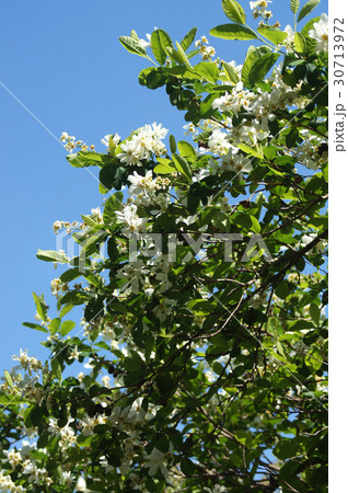 ヤナギザクラ 30713972