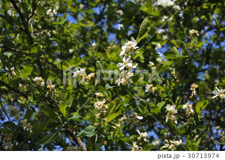 ヤナギザクラ 30713974