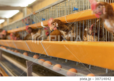 養鶏場のニワトリと卵 養鶏場のニワトリと卵 30714042