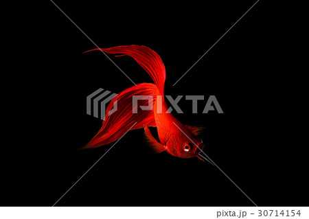 Red Siamese fighting fish (Betta splendens) 30714154