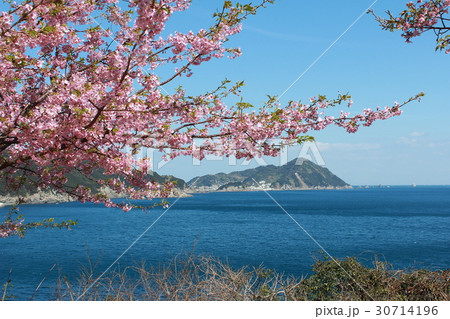 河津桜と保戸島 30714196