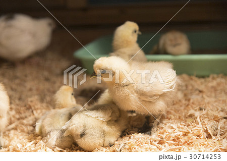 ウコッケイの雛 30714253