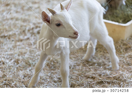 白色小山羊 照片素材 圖片 圖庫