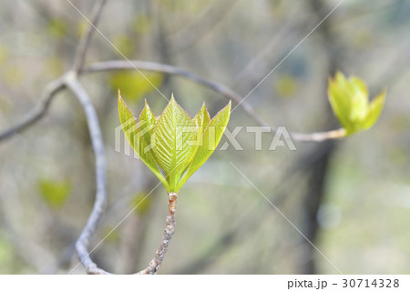 リョウブ 30714328