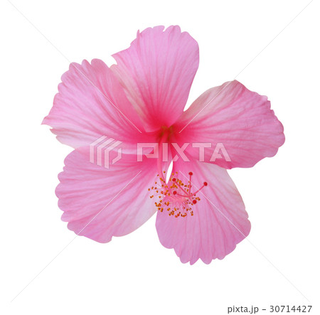 Flowers on a white background. 30714427