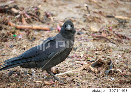 カラス 正面の写真素材