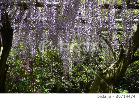 藤の花　魚住　住吉神社 30714474