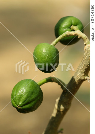 自然　植物　ホワイトサポーテ、中米原産のフルーツです。石垣島の果樹農園で見せてもらいました 30714860