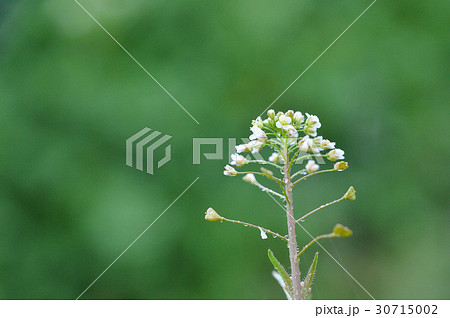 ぺんぺん草 30715002