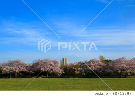 ランドマークタワーが見える桜咲く公園 ランドマークタワーが見える桜咲く公園 30715297