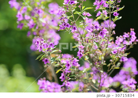 ミントツリーの花 30715834
