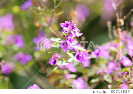 ミントツリーの花 30715837