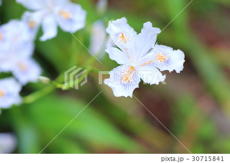 シャガの花 シャガの花 30715841