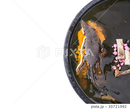 Top view a rat in glue trap isolated on white Top view a rat in glue trap isolated on white 30721992