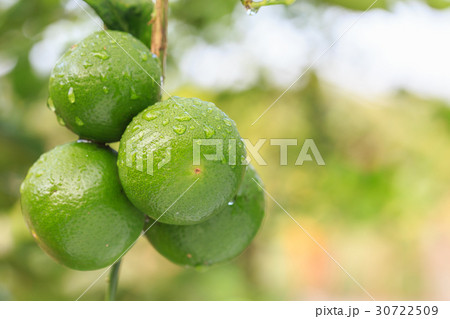 Fresh green lemon with water drop on tree and green blur background Fresh green lemon with water drop on tree and green blur background 30722509