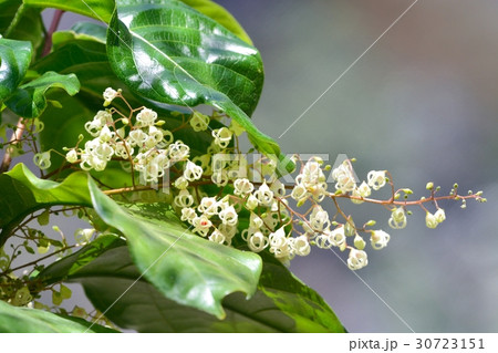 ピンポンの木 30723151