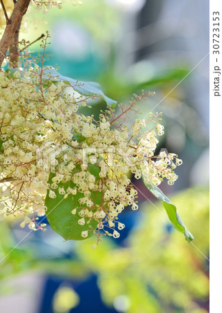 ピンポンの木 30723153