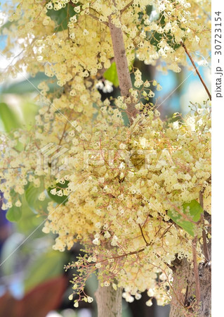 ピンポンの木 30723154