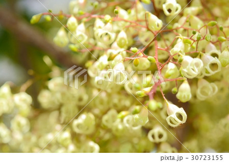 ピンポンの木 30723155