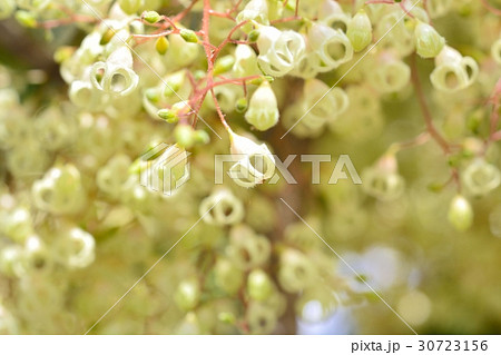 ピンポンの木 ピンポンの木 30723156