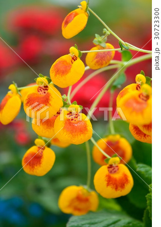 カルセオラリア(キンチャクソウ) カルセオラリア(キンチャクソウ) 30723300