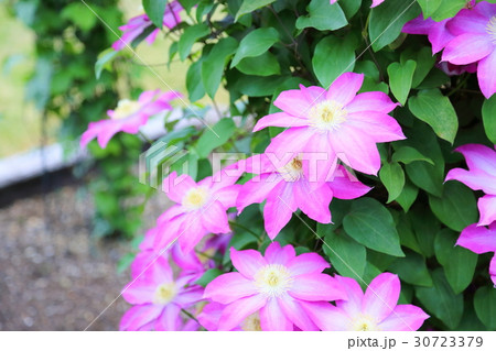 クレマチスの花 クレマチスの花 30723379