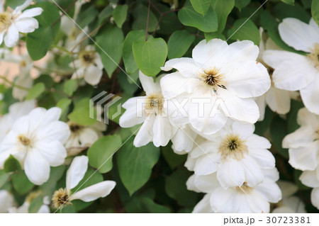 クレマチスの花 30723381