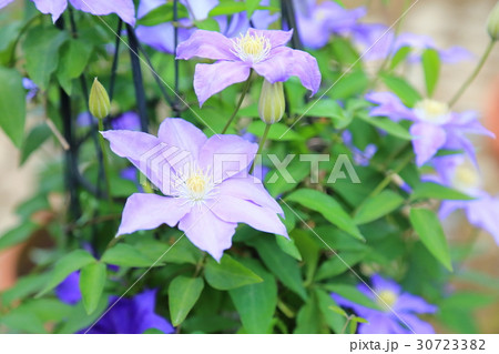 クレマチスの花 30723382