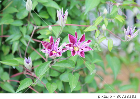 クレマチスの花 クレマチスの花 30723383