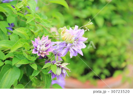 クレマチスの花 30723520