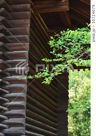 春の唐招提寺　校倉造り 30724079