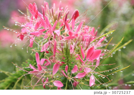 クレオメの花 30725237