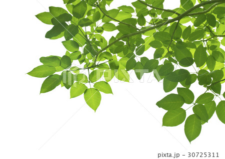 Green Leaves on white background 30725311