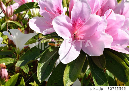 ツツジ ツツジ 30725546