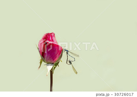 薔薇の花とトンボ 30726017