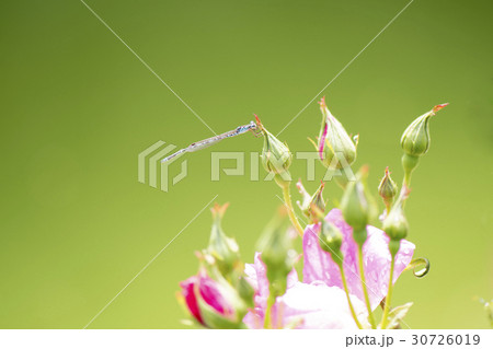 薔薇の花とトンボ 30726019