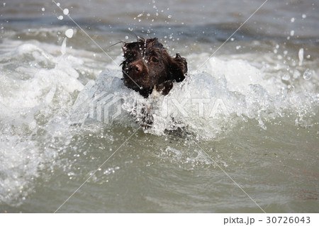 young working type cocker spaniel puppy in water young working type cocker spaniel puppy in water 30726043